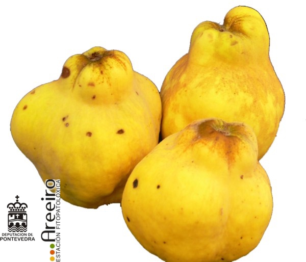 Membrillo - Quince Tree - Marmeleiro (Cydonia oblonga) >> Membrillo (Cydonia oblonga) - fruto.jpg